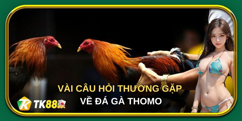 Vài câu hỏi thường gặp về đá gà thomo