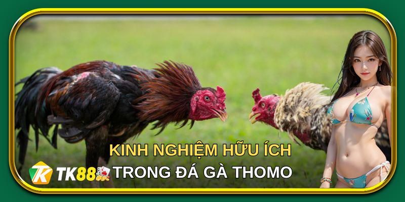 Vài kinh nghiệm hữu ích trong đá gà thomo