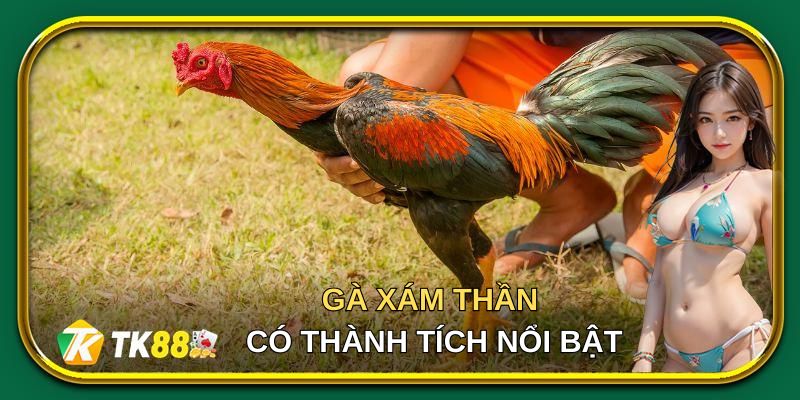 Gà Xám Thần có thành tích nổi bật