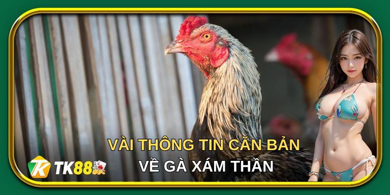 Vài thông tin căn bản về gà xám thần