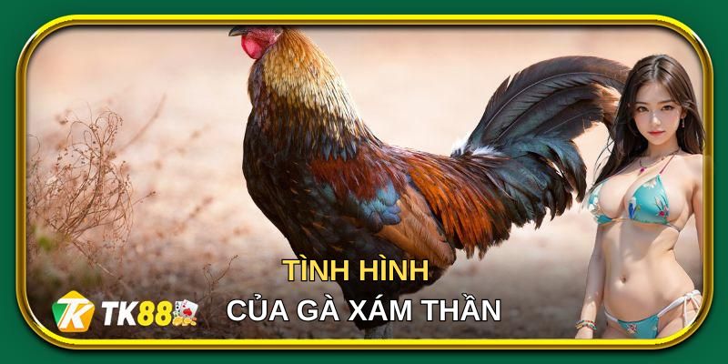 Tình hình sau khi ngừng thi đấu của gà Xám Thần