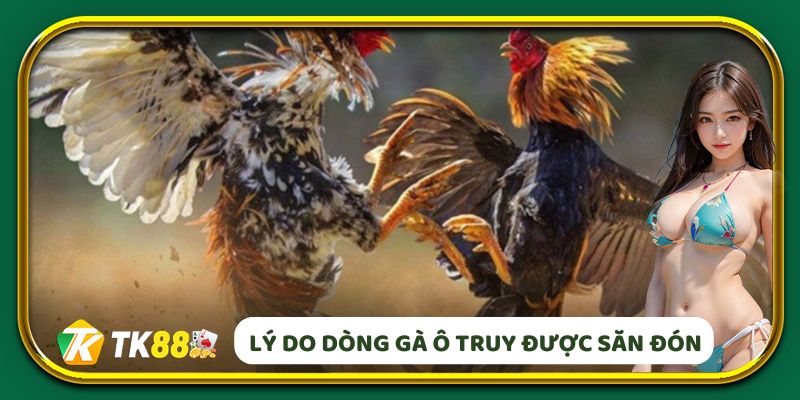Lý do dòng Gà Ô Truy được săn đón trên thị trường