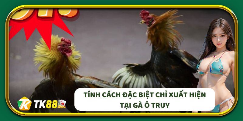 Tính cách đặc biệt chỉ xuất hiện tại Gà Ô Truy